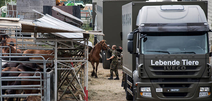 Die Liegenschaft des Pferdezüchters in Hefenhofen wird versteigert. (Archivbild: KEYSTONE/ENNIO LEANZA)