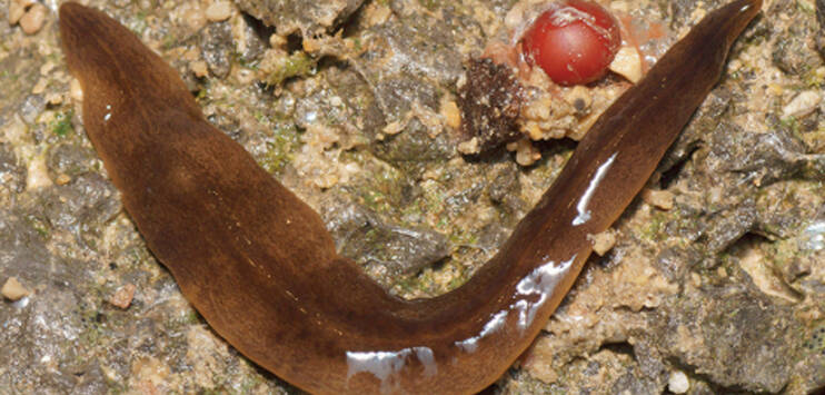 Der Plattwurm Obama Nungara ist ein Bodenschädling aus Argentinien. Im Kanton Thurgau wurde er bereits zwei Mal entdeckt. (Bild: Kanton Zürich/Merkblatt Plattwurm)