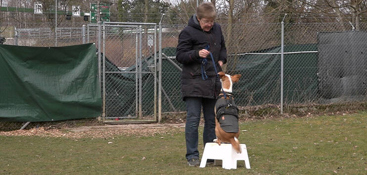 Im Tierheim Rosenberg wird das Fehlverhalten der Hunde korrigiert. (Bild: TOP-Medien)