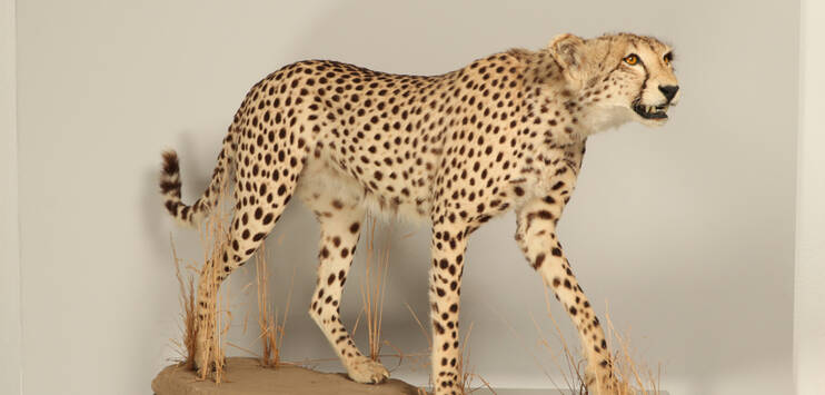Dieser ausgestopfte Gepard haben Zollmitarbeitende in einem Kofferraum entdeckt. (Bild: Bundesamt für Zoll und Grenzsicherheit)