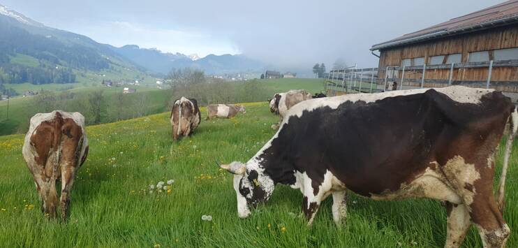Die Kühe auf dem Bauernhof von Hans Hofstetter. (Bild: Hans Hofstetter)
