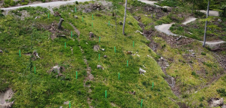 Nach dem Sturm erholt sich der Wald aus eigener Kraft. Ergänzend dazu hat Grün Stadt Zürich Bäume gepflanzt, die mit der zunehmenden Hitze und Trockenheit besser zurechtkommen. (Bild: Keystone/Reto Büttner, Juni 2022)