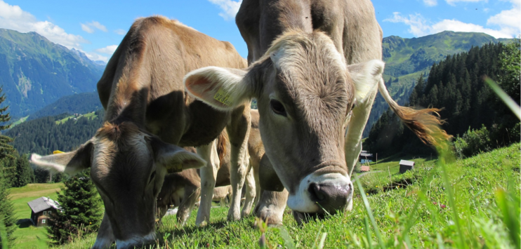 4422 Kühe hören in der Schweiz auf den Namen Bella. (Bild: Pixabay/ Christian B.)