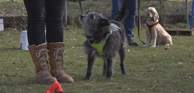 Tierheimhunde im Training. (Bild: TOP-Medien)