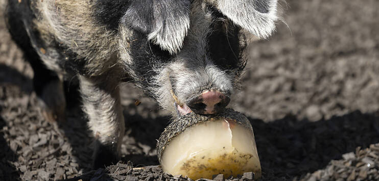 Im Zoo Zürich gibts an heissen Tagen Glace für die Tiere. Schwein Igor lässt es sich schmecken. (Bild: KEYSTONE/MICHAEL BUHOLZER)