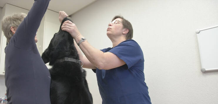 Schäferhund Gaahl erhält seine Zwingerhusten-Auffrischungsimpfung (Bild: TELE TOP)