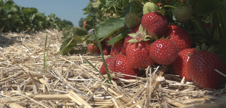 Seit dieser Woche können Erdbeeren vom Feld gepflückt werden. (Bild: Florian Zwahlen)