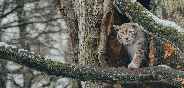 Luchse gehören zu den vielbestaunten Kreaturen im Wildtierpark. (Symbolbild: Pexels/David Selbert)