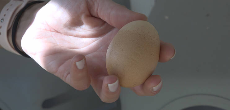 Gar keine Eier legen die Hühnerdamen aber trotzdem nicht. (Bild: TOP-Medien)