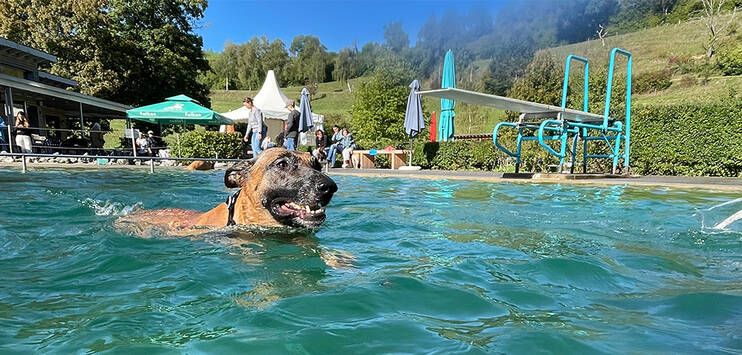 Malinois Taro geniesst es in der Badi mit seinen Hundegspändli zu schwimmen. (Bild: TOP-Medien)