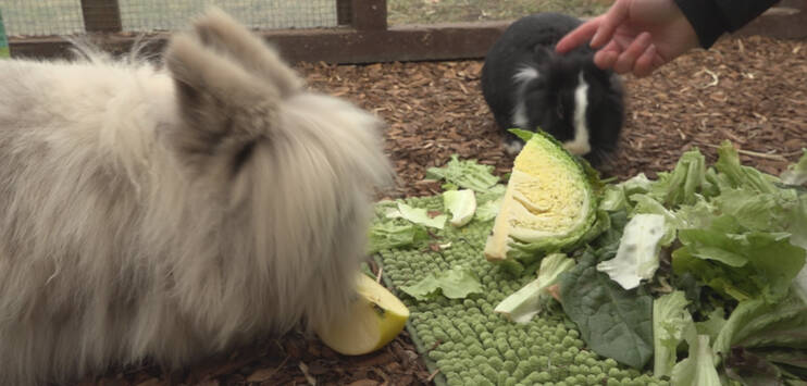 Kaninchen geniessen ihr Festmahl aus Blattgemüse, Kohl und Apfel. (Bild: TOP-Medien) 