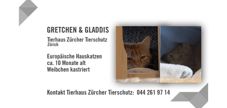Die jungen Katzen Gretchen und Gladdis. (Bild: TOP-Medien)