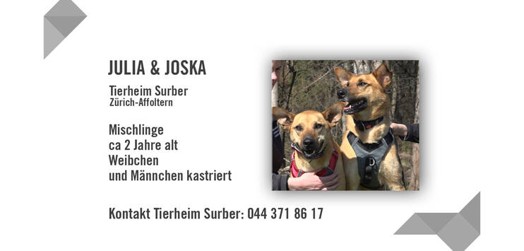 Die Mischlingshunde Julia und Joschka brauchen Frauchen oder Herrchen mit Zeit. (Bild: TOP-Medien)