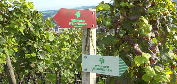 Im TOP USFLUG nehmen wir Sie diese Woche mit auf den Weinfelder Weinweg. (Bild: TELE TOP)