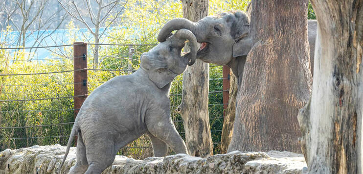 Umesh und Omysha im Zoo Zürich. (Bild: Zoo Zürich, Enzo Franchini)