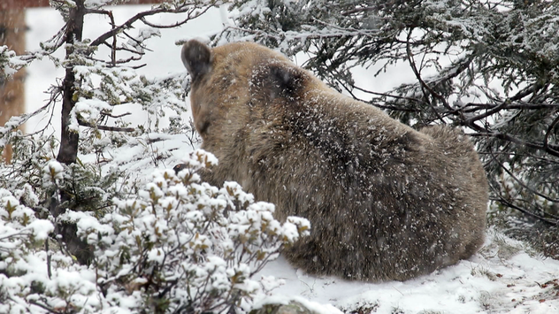 Braunbären begeben sich in eine sogenannte Winterruhe. (Bild: TOP-Medien)