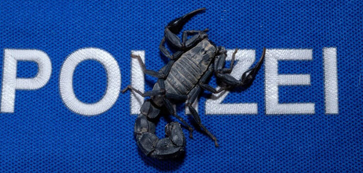 Vor wenigen Tagen noch in Marokko, jetzt in «polizeilicher Obhut»: Ein Skorpion der giftigen Art Androctonus. (Bild: Stadtpolizei Zürich)
