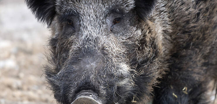 Ab sofort sind im Wildpark Bruderhaus vier Wildschweine im Gehege zu beobachten. (Bild: KEYSTONE/GEORGIOS KEFALAS)