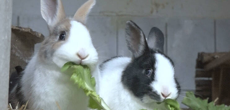 Vor drei Jahren starben innerhalb einer Woche alle Kaninchen von Melanie Bärtschi. (Bild: TOP-Medien)