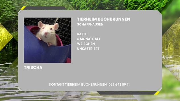 Trischa und Nancy, die beiden flinken Rattenmädchen kennen sich schon ein Leben lang. Sie sind neugierig und interessiert an ihrer Umgebung und an den Menschen. (Bild: TOP-Medien)