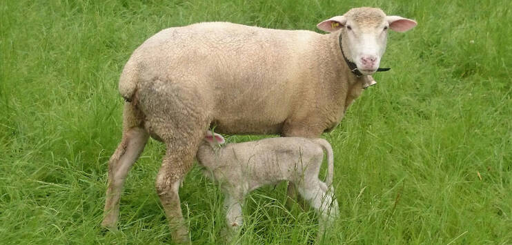 Es ist bisher noch nicht geklärt, was das Schaf und das Kalb gerissen hat. (Symbolbild: Pixabay.com)
